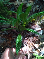 Psychotria armandii image