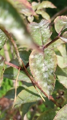 Erysiphe vanbruntiana sambuci-racemosae