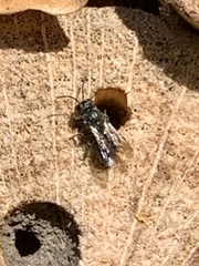 Hylaeus communis