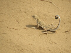 Phrynocephalus guttatus