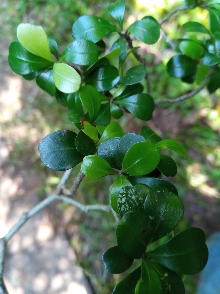 Capurodendron tampinense