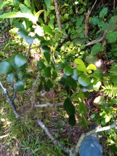 Capurodendron tampinense var. analamazaotrense image