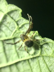 Pycnaxis