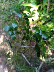 Capurodendron tampinense image