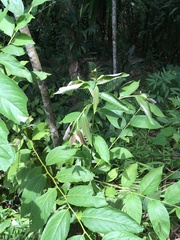 Diospyros japonica