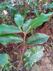 Stephanodaphne pilosa