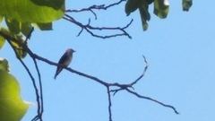 Muscicapa striata