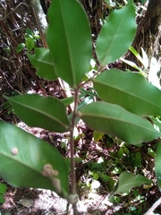 Stephanodaphne pilosa