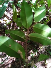 Stephanodaphne pilosa