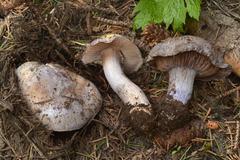 Cortinarius subolivascens