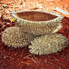 Zeyheria tuberculosa