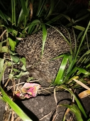 Erinaceus roumanicus