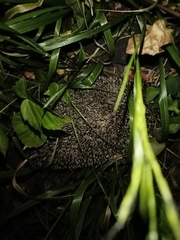 Erinaceus roumanicus