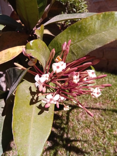 Ixora hookeri observed 2022-07-08