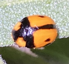 Brachiacantha tau