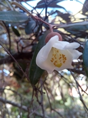 Sarcolaena oblongifolia