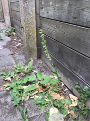 Epipactis helleborine helleborine