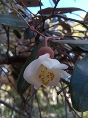 Sarcolaena oblongifolia