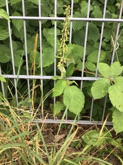 Epipactis helleborine helleborine