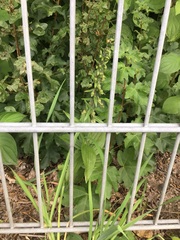 Epipactis helleborine helleborine