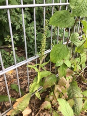 Epipactis helleborine helleborine