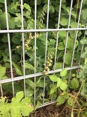 Epipactis helleborine helleborine