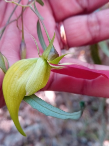 Crotalaria grevei image