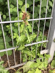 Epipactis helleborine helleborine