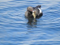Citharichthys stigmaeus