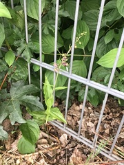 Epipactis helleborine helleborine