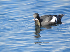 Citharichthys stigmaeus