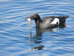 Citharichthys stigmaeus