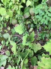 Epipactis helleborine helleborine