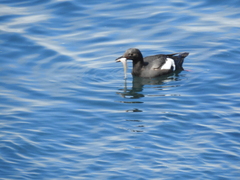 Citharichthys stigmaeus