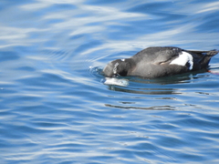 Citharichthys stigmaeus