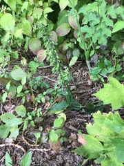 Epipactis helleborine helleborine
