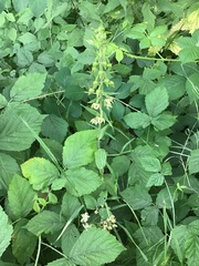 Epipactis helleborine helleborine