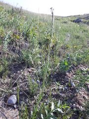 Boechera retrofracta