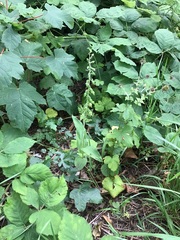 Epipactis helleborine helleborine