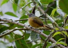 Mionectes rufiventris