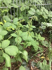 Epipactis helleborine helleborine