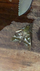 Nephele argentifera