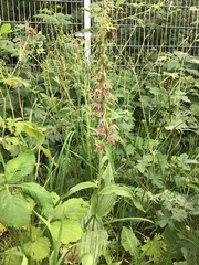 Epipactis helleborine helleborine