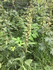 Epipactis helleborine helleborine