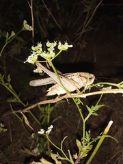 Platycleis albopunctata