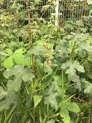 Epipactis helleborine helleborine