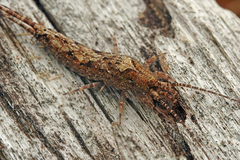 Lepismachilis notata