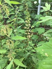Epipactis helleborine helleborine