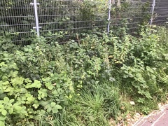 Epipactis helleborine helleborine