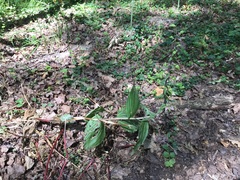 Epipactis helleborine helleborine